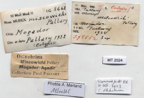 BE-RBINS-INV-MT-2524-Ocinebrina-miscowichi-st-label.jpg BE-RBINS-INV-MT-2524-Ocinebrina-miscowichi-st-label.jpg