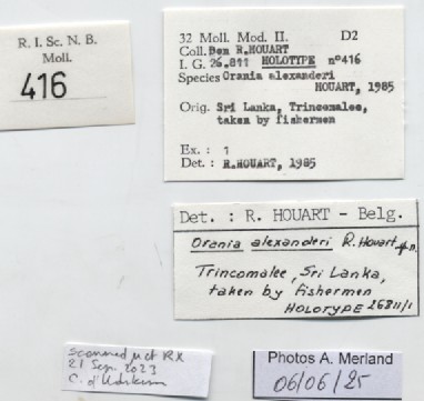 BE-RBINS-INV-MT-416-Orania-alexanderi-ht-label.jpg