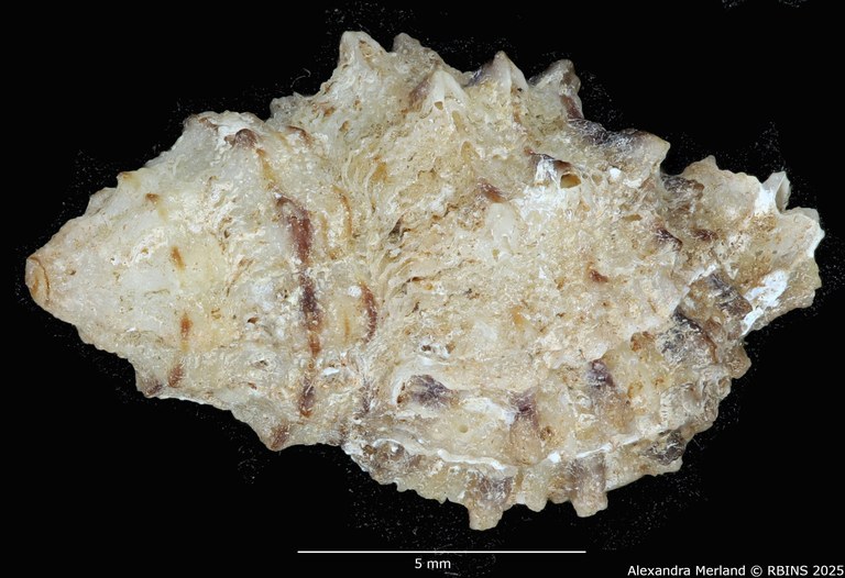 BE-RBINS-INV-MT-2323-Orania-archaea-hitomiae-ht-D.jpg