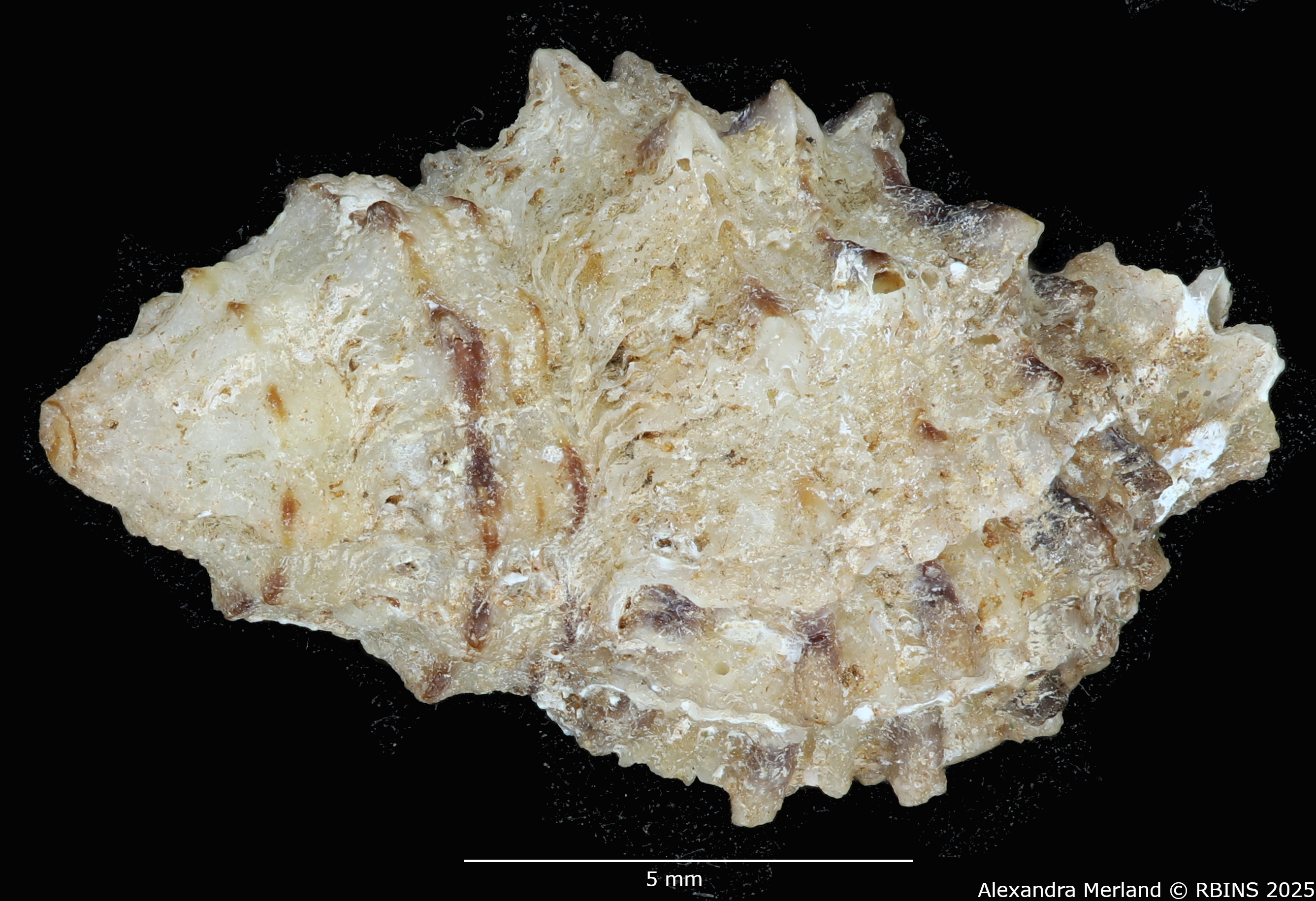 BE-RBINS-INV-MT-2323-Orania-archaea-hitomiae-ht-D.jpg