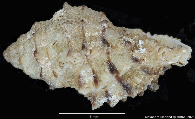 BE-RBINS-INV-MT-2323-Orania-archaea-hitomiae-ht-L.jpg