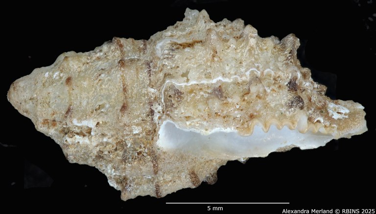 BE-RBINS-INV-MT-2323-Orania-archaea-hitomiae-ht-L2.jpg