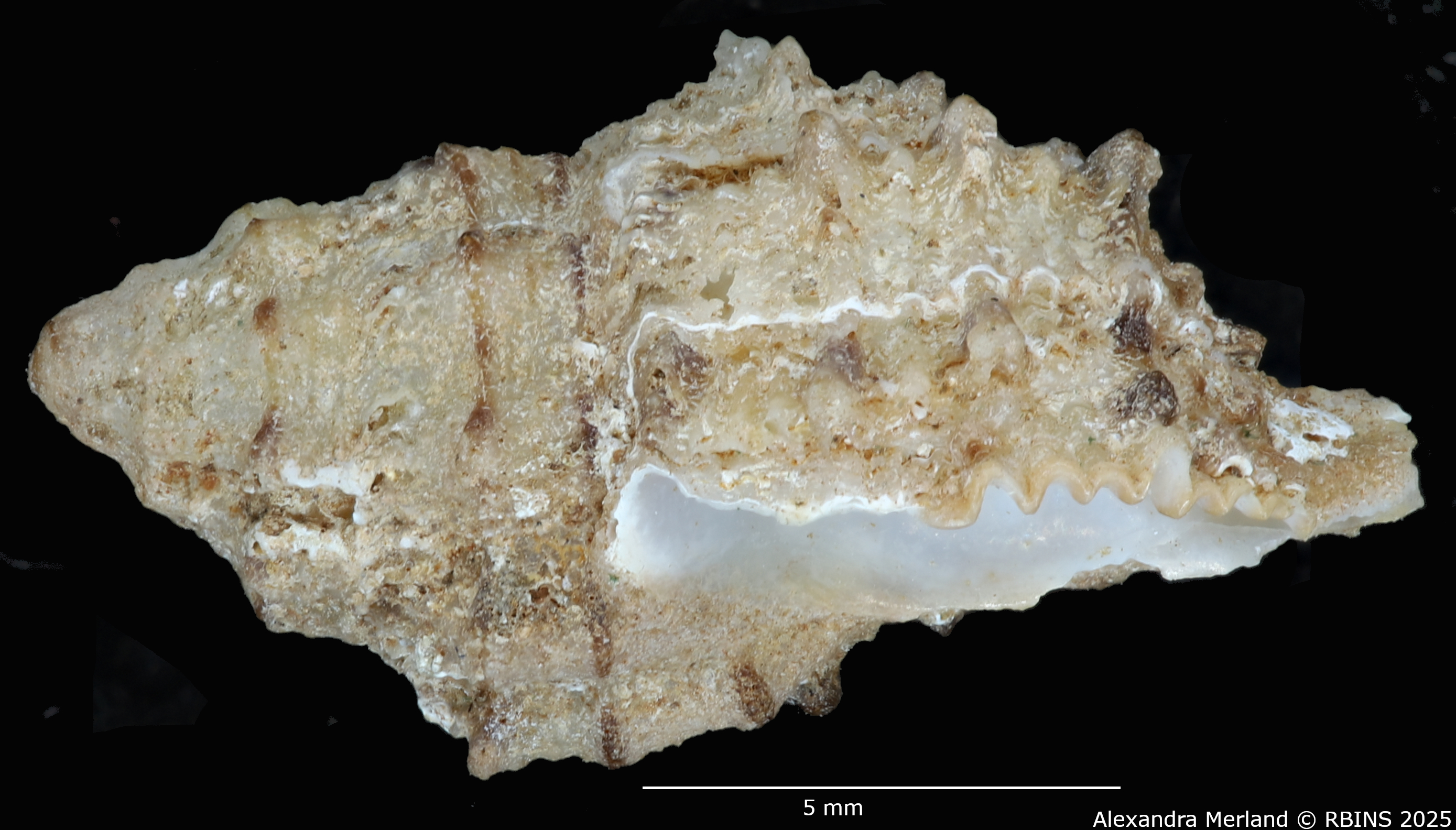BE-RBINS-INV-MT-2323-Orania-archaea-hitomiae-ht-L2.jpg