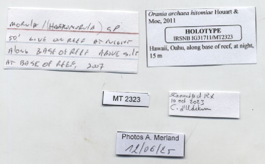 BE-RBINS-INV-MT-2323-Orania-archaea-hitomiae-ht-label.jpg