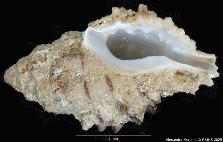 BE-RBINS-INV-MT-2323-Orania-archaea-hitomiae-ht-V.jpg