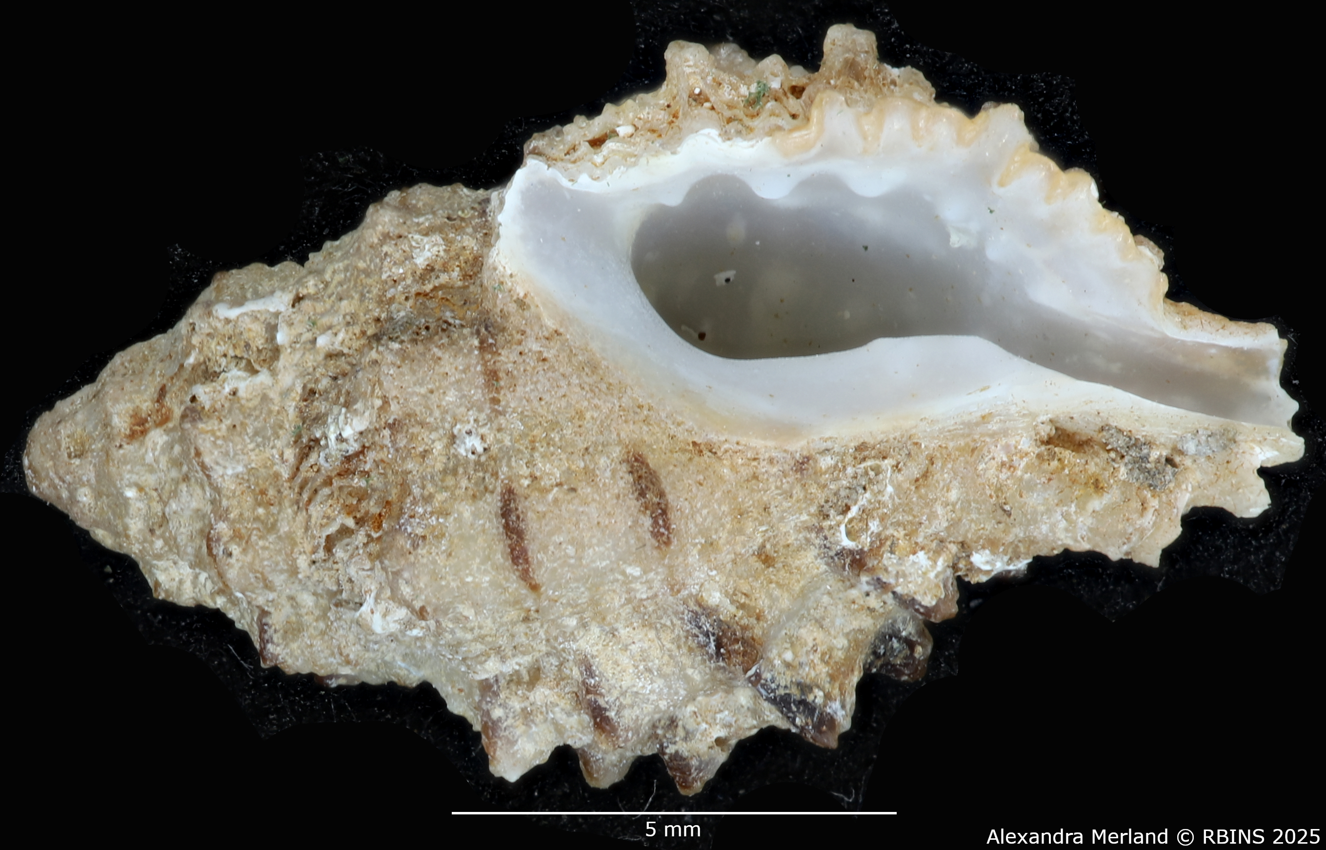 BE-RBINS-INV-MT-2323-Orania-archaea-hitomiae-ht-V.jpg