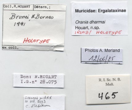 BE-RBINS-INV-MT-465-Orania-dharmai-ht-label.jpg
