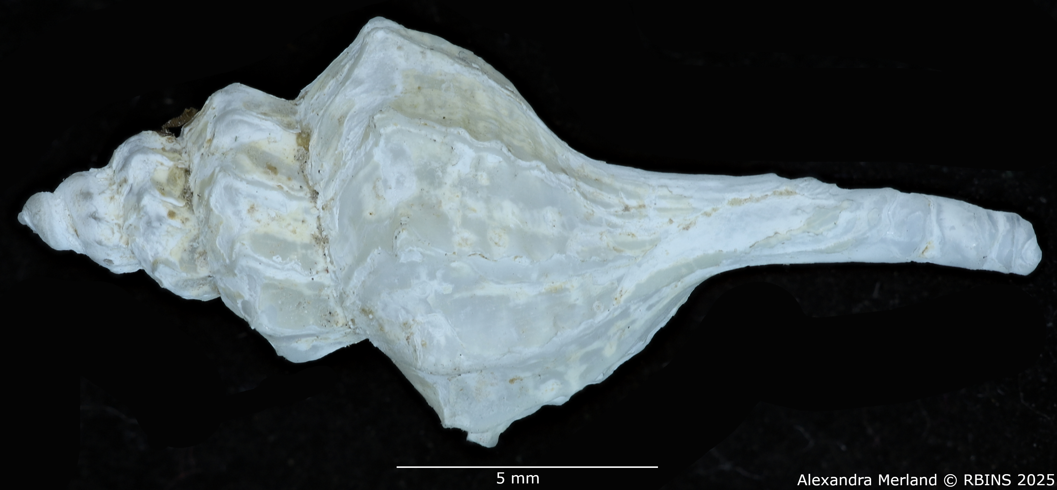 BE-RBINS-INV-MT-565-Pagodula-concepcionensis-pt-L2.jpg