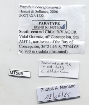 BE-RBINS-INV-MT-565-Pagodula-concepcionensis-pt-label.jpg