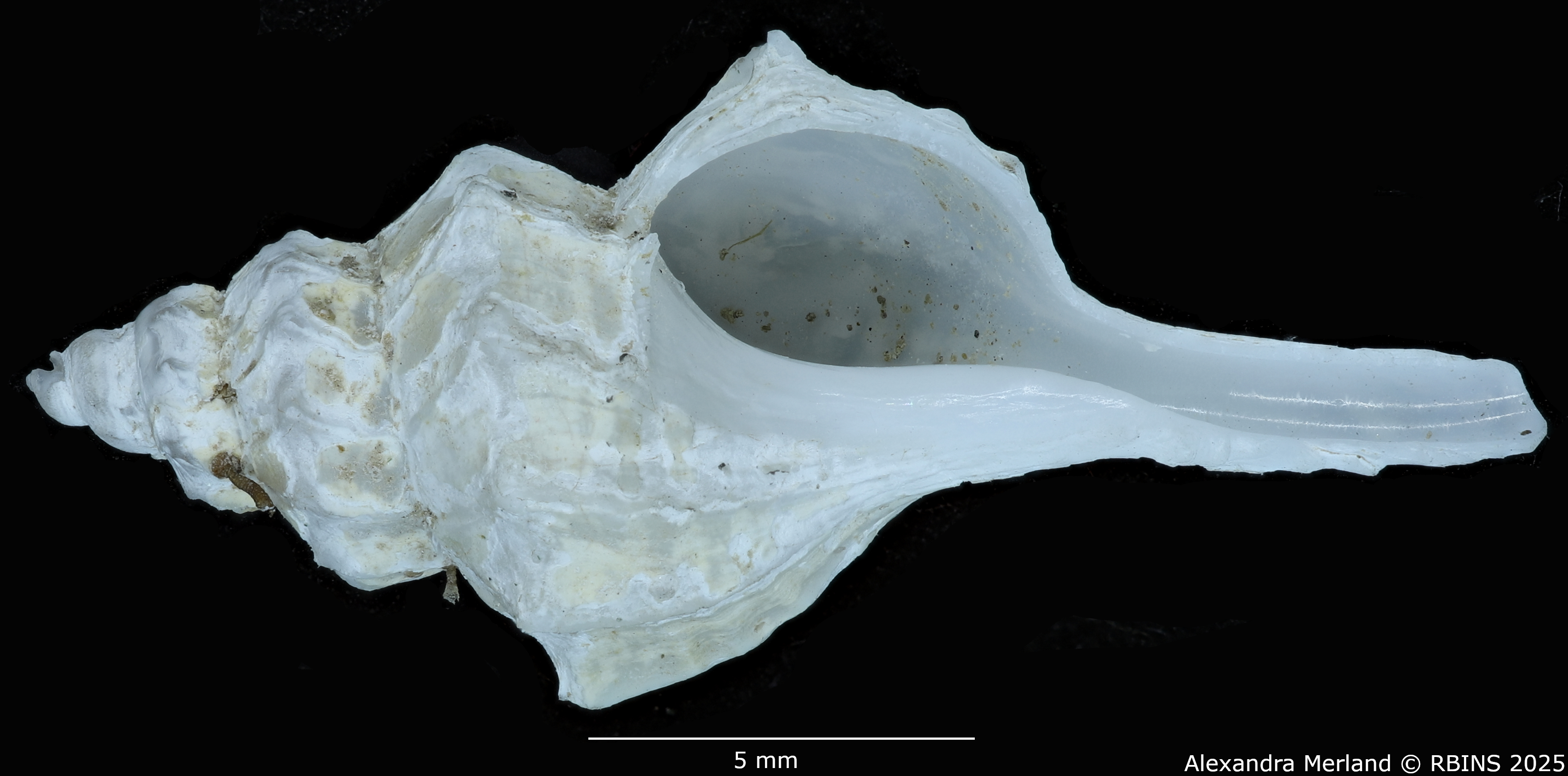 BE-RBINS-INV-MT-565-Pagodula-concepcionensis-pt-V.jpg