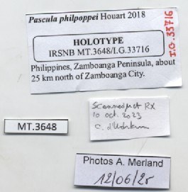 BE-RBINS-INV-MT-3648-Pascula-philpoppei-ht-label.jpg