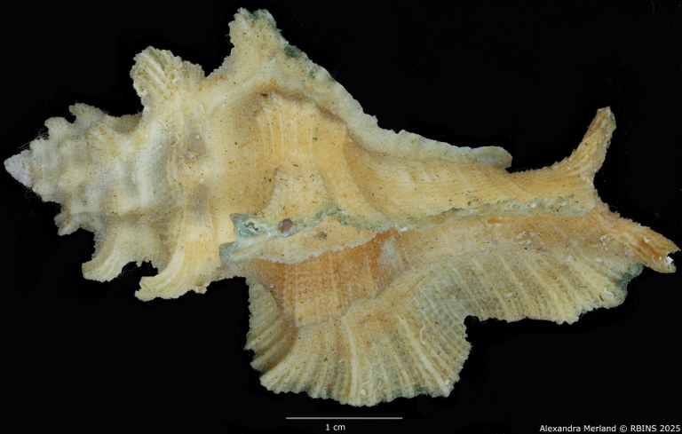 BE-RBINS-INV-MT-1471-Pterymarchia-elatica-pt-D.jpg BE-RBINS-INV-MT-1471-Pterymarchia-elatica-pt-D.jpg