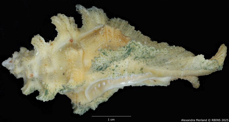 BE-RBINS-INV-MT-1471-Pterymarchia-elatica-pt-L.jpg BE-RBINS-INV-MT-1471-Pterymarchia-elatica-pt-L.jpg