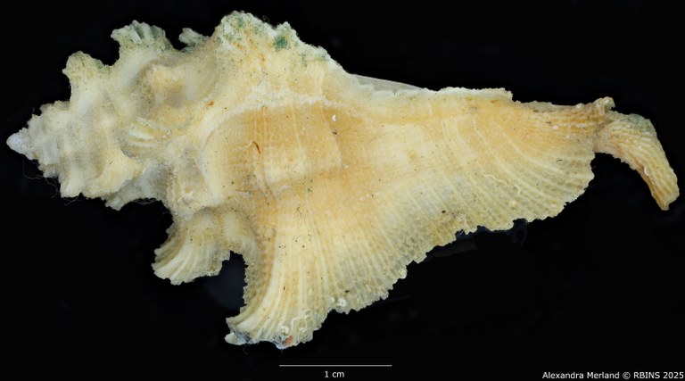 BE-RBINS-INV-MT-1471-Pterymarchia-elatica-pt-L2.jpg BE-RBINS-INV-MT-1471-Pterymarchia-elatica-pt-L2.jpg
