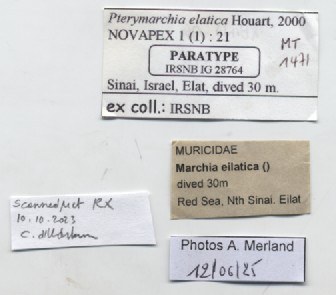 BE-RBINS-INV-MT-1471-Pterymarchia-elatica-pt-label.jpg BE-RBINS-INV-MT-1471-Pterymarchia-elatica-pt-label.jpg