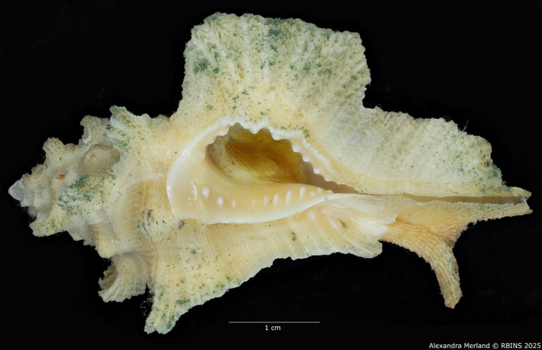 BE-RBINS-INV-MT-1471-Pterymarchia-elatica-pt-V.jpg BE-RBINS-INV-MT-1471-Pterymarchia-elatica-pt-V.jpg