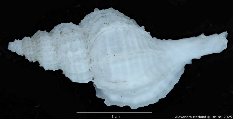 BE-RBINS-INV-MT-2560-Scabrotrophon-chunfui-pt-D.jpg