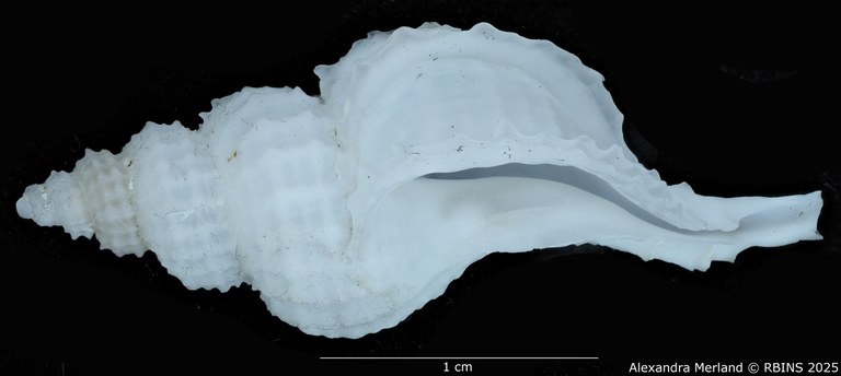 BE-RBINS-INV-MT-2560-Scabrotrophon-chunfui-pt-L.jpg