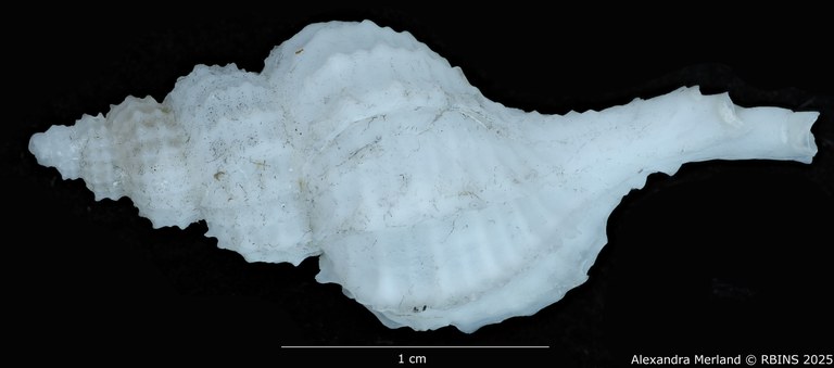 BE-RBINS-INV-MT-2560-Scabrotrophon-chunfui-pt-L2.jpg
