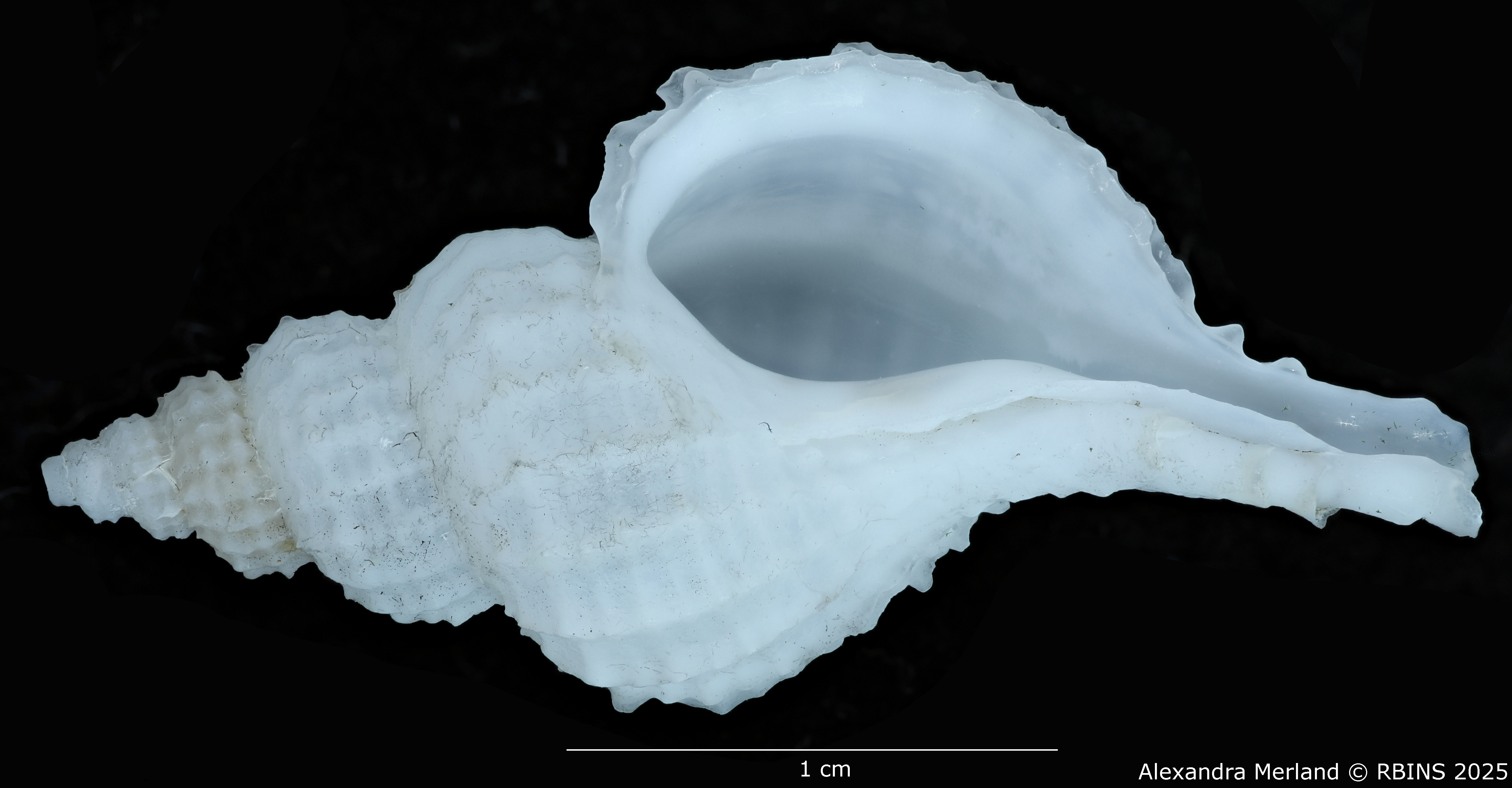 BE-RBINS-INV-MT-2560-Scabrotrophon-chunfui-pt-V.jpg