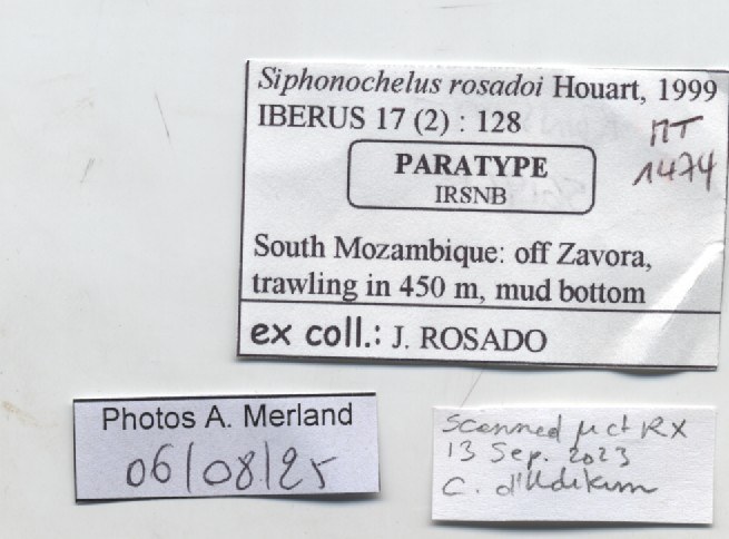 BE-RBINS-INV-MT-1474-Siphonochelus-rosadoi-pt-label.jpg