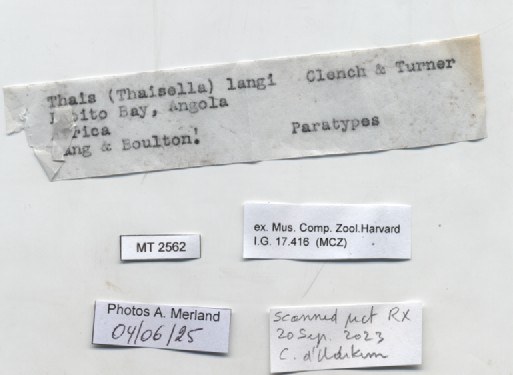 BE-RBINS-INV-MT-2562-Thais-(Thaisella)-langi-pt-label.jpg