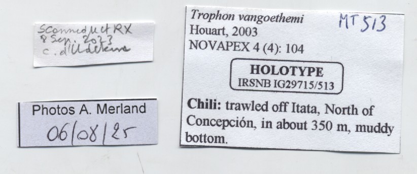BE-RBINS-INV-MT-513-Trophon-vangoethemi-ht-label.jpg