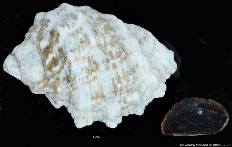 BE-RBINS-INV-MT-3465-Tylothais-ovata-pt-D.jpg