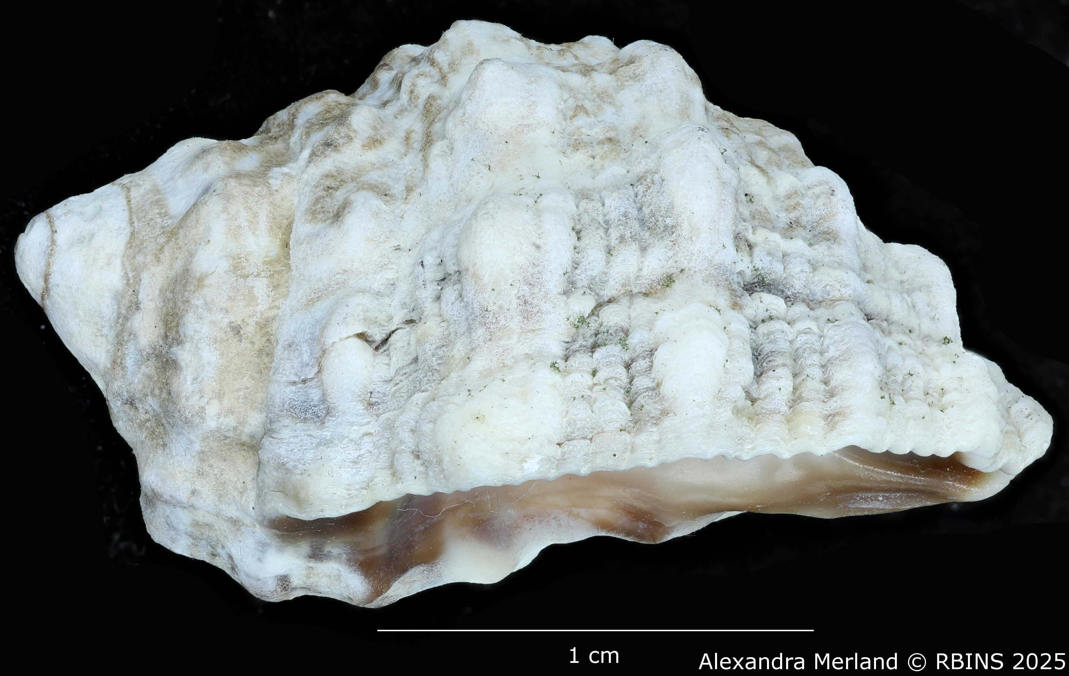 BE-RBINS-INV-MT-3465-Tylothais-ovata-pt-L.jpg