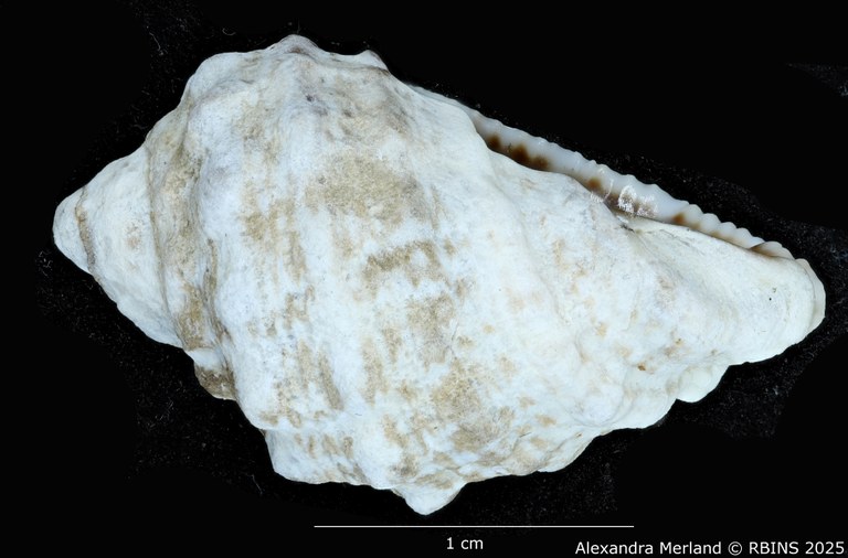 BE-RBINS-INV-MT-3465-Tylothais-ovata-pt-L2.jpg