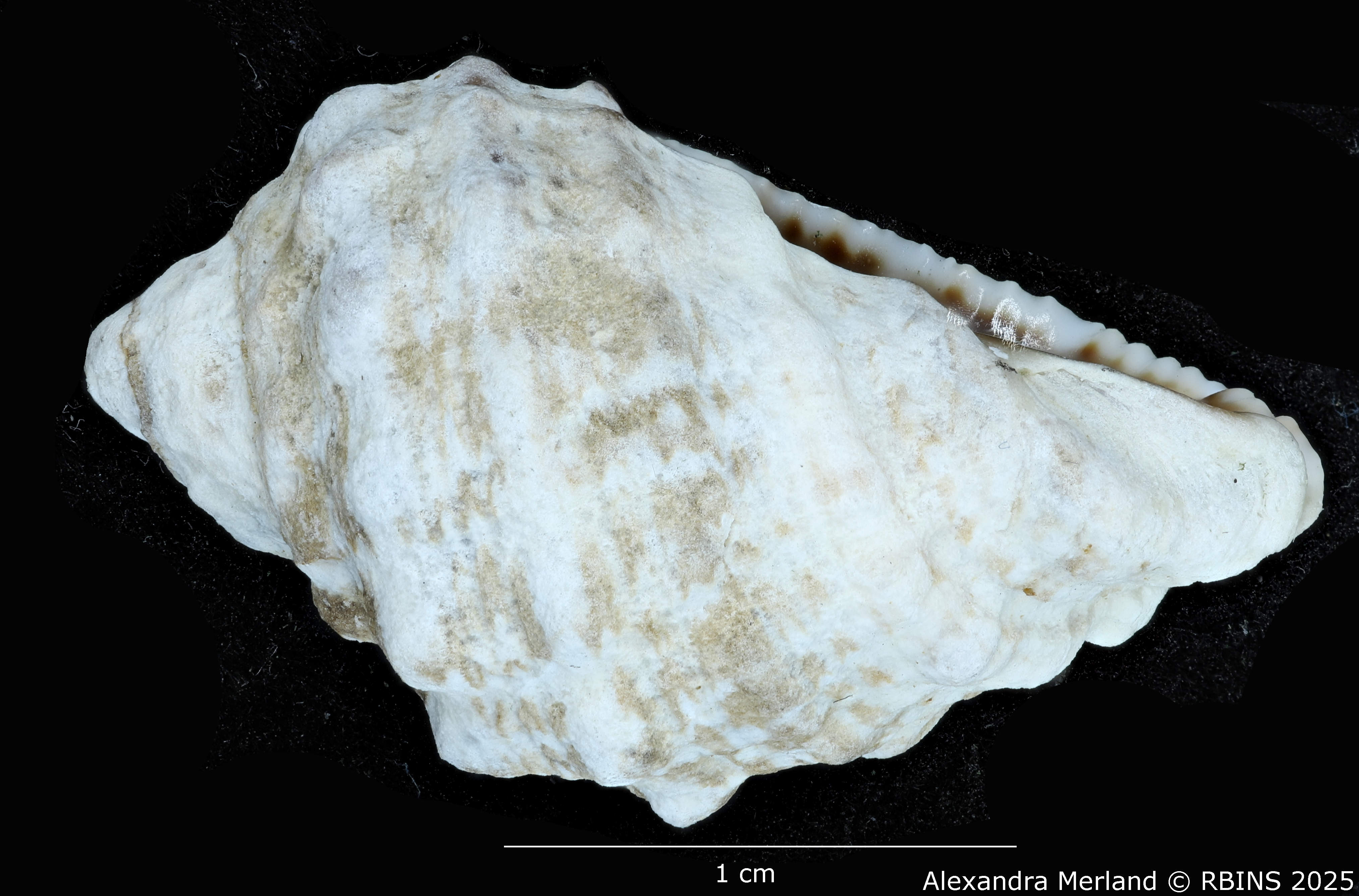 BE-RBINS-INV-MT-3465-Tylothais-ovata-pt-L2.jpg