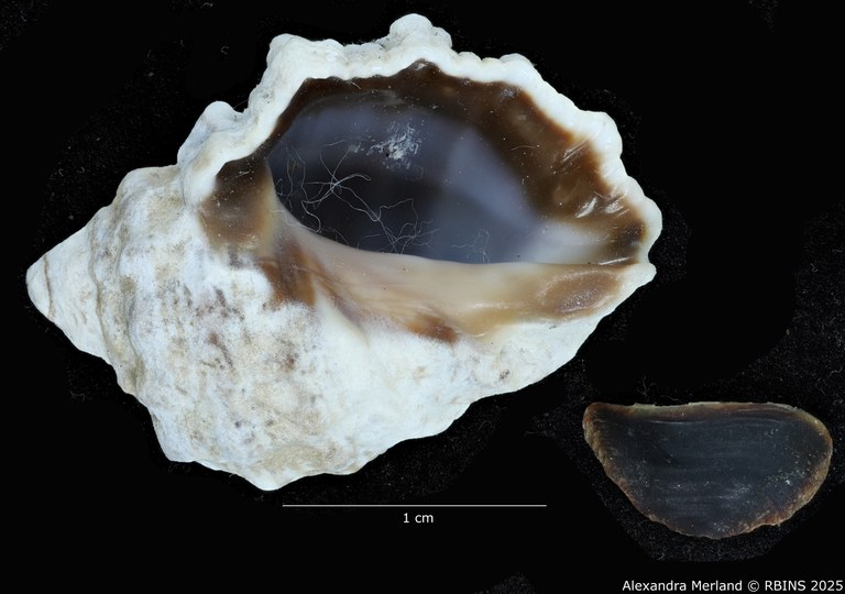 BE-RBINS-INV-MT-3465-Tylothais-ovata-pt-V.jpg