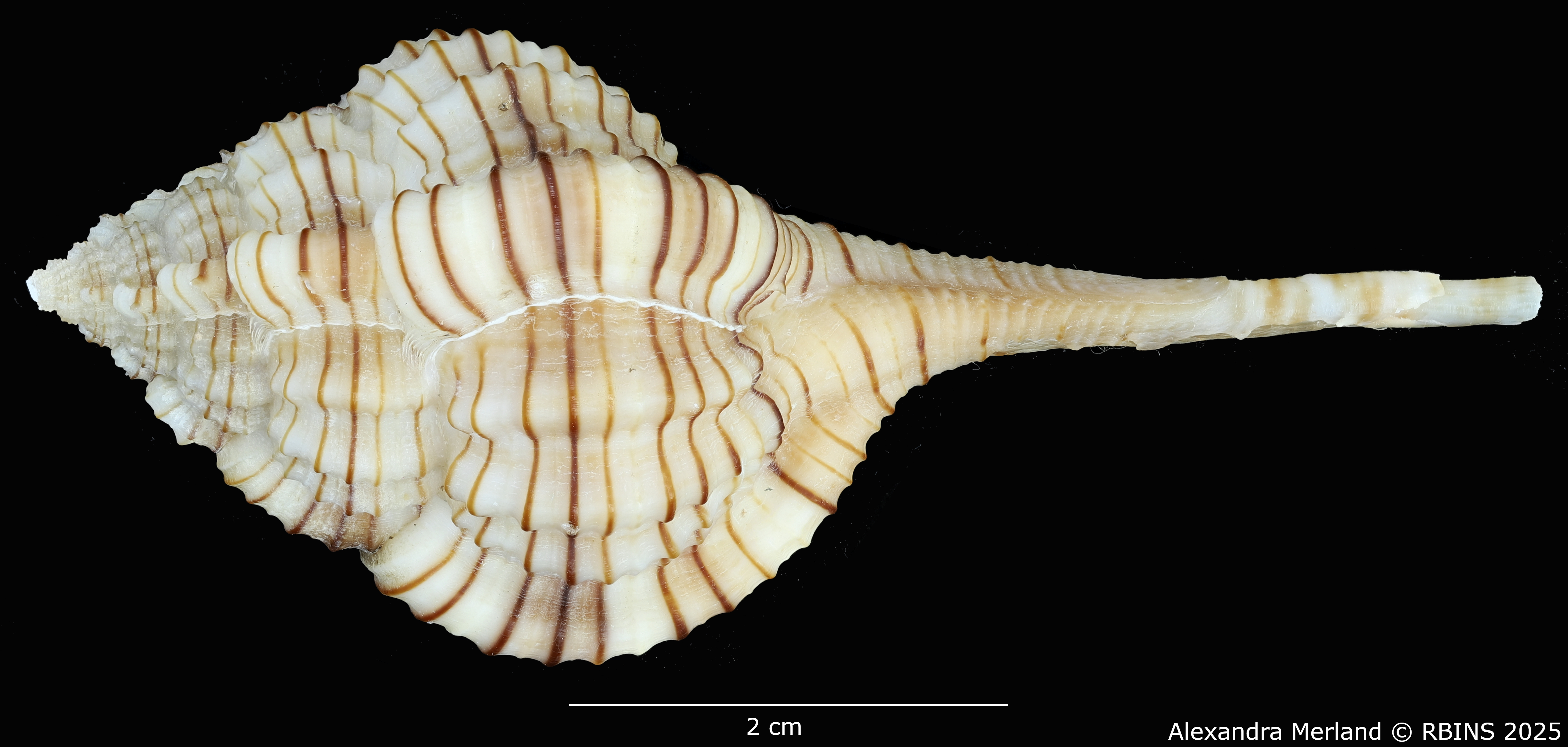 BE-RBINS-INV-MT-3045-Vokesimurex-yuhsiuae-ht-D.jpg