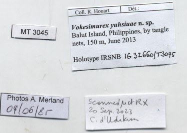 BE-RBINS-INV-MT-3045-Vokesimurex-yuhsiuae-ht-label.jpg BE-RBINS-INV-MT-3045-Vokesimurex-yuhsiuae-ht-label.jpg