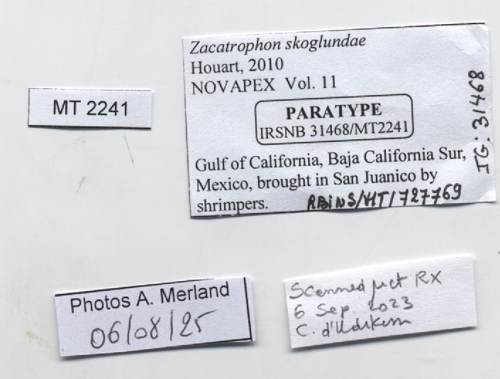 BE-RBINS-INV-MT-2241-Zacatrophon-skoglundae-pt-label.jpg