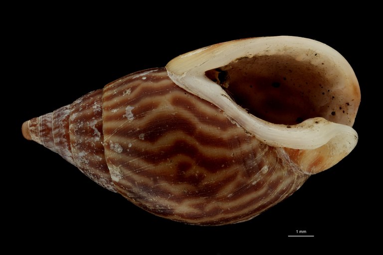 BE-RBINS-INV TYPE MT 614 Amycla conspersa var. undulata VENTRAL ZS PMax Scaled.jpg