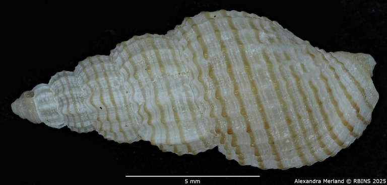 BE-RBINS-INV-MT-1475-Antillophos-dedonderi-pt-D.jpg BE-RBINS-INV-MT-1475-Antillophos-dedonderi-pt-D.jpg