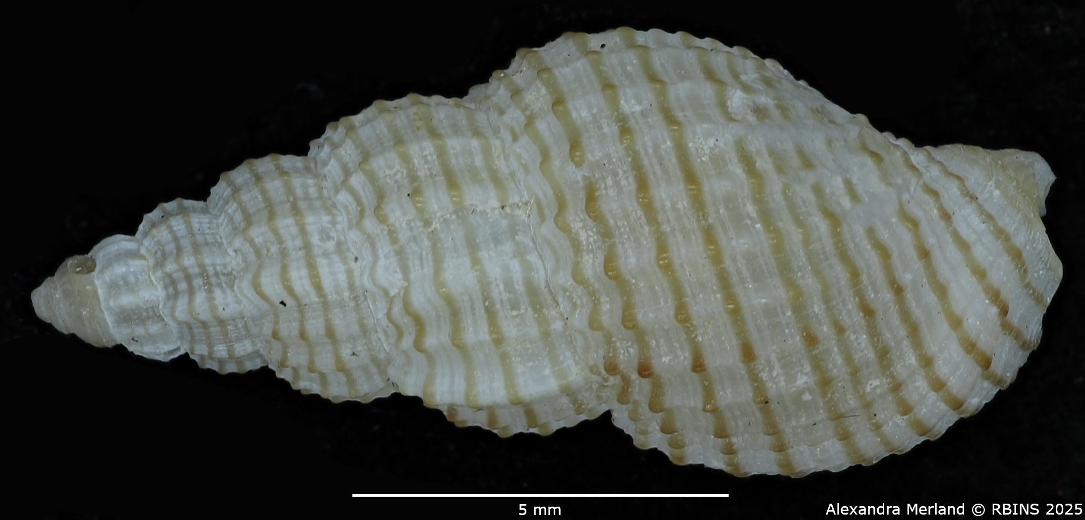 BE-RBINS-INV-MT-1475-Antillophos-dedonderi-pt-D.jpg
