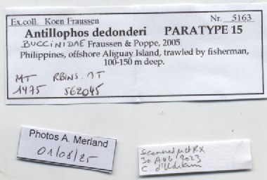 BE-RBINS-INV-MT-1475-Antillophos-dedonderi-pt-label.jpg BE-RBINS-INV-MT-1475-Antillophos-dedonderi-pt-label.jpg