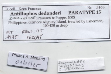 BE-RBINS-INV-MT-1475-Antillophos-dedonderi-pt-label.jpg