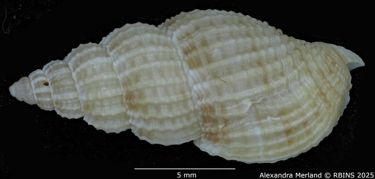 BE-RBINS-INV-MT-1477-Antillophos-durianoides-pt-D.jpg