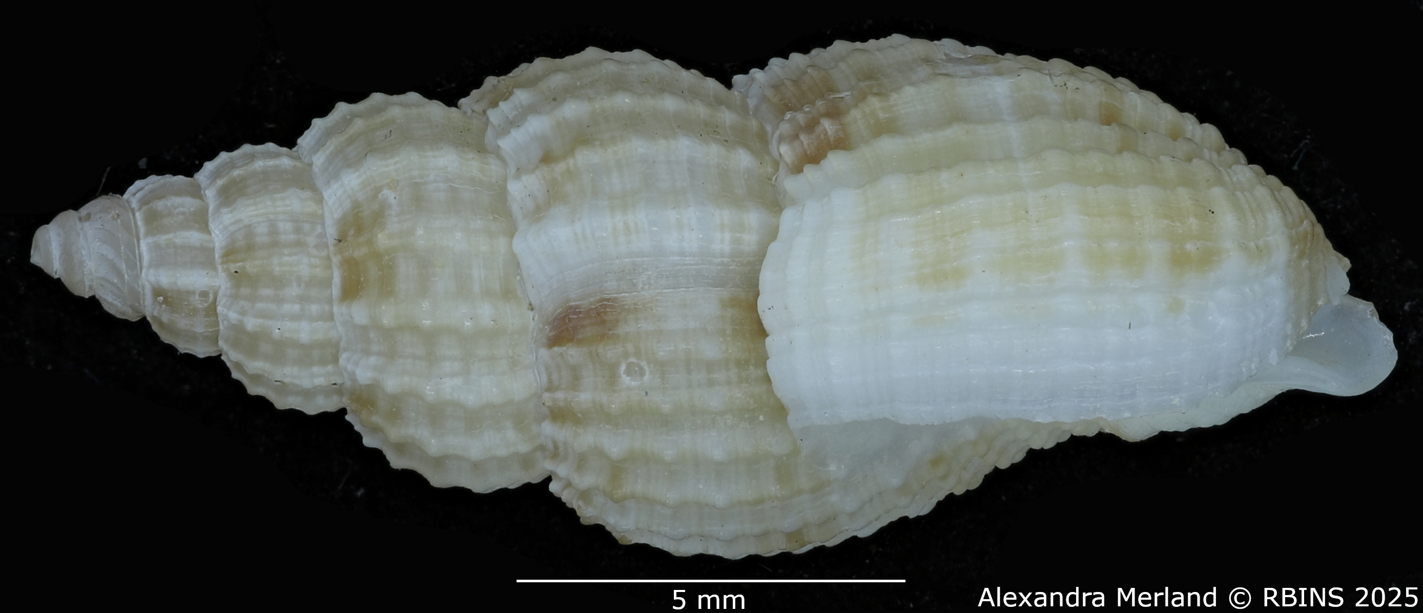 BE-RBINS-INV-MT-1477-Antillophos-durianoides-pt-L.jpg
