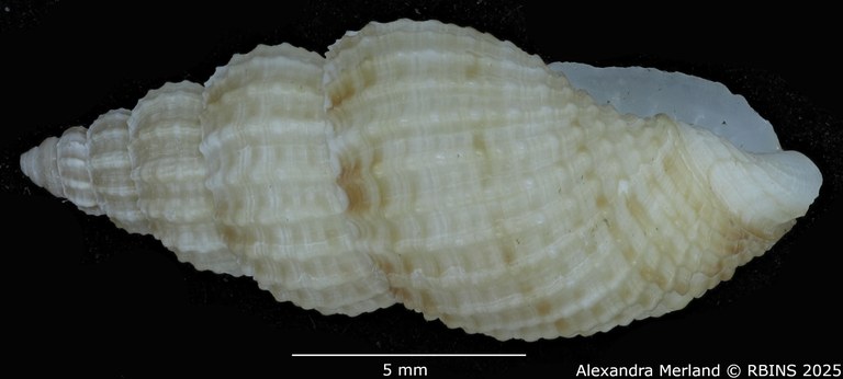 BE-RBINS-INV-MT-1477-Antillophos-durianoides-pt-L2.jpg