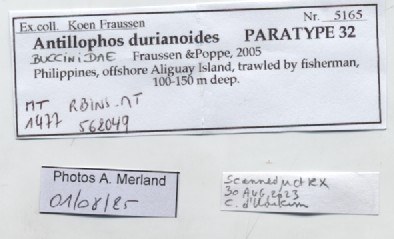 BE-RBINS-INV-MT-1477-Antillophos-durianoides-pt-label.jpg