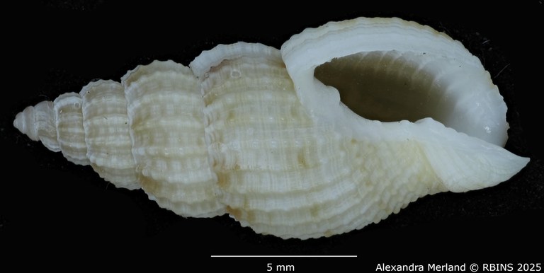 BE-RBINS-INV-MT-1477-Antillophos-durianoides-pt-V.jpg