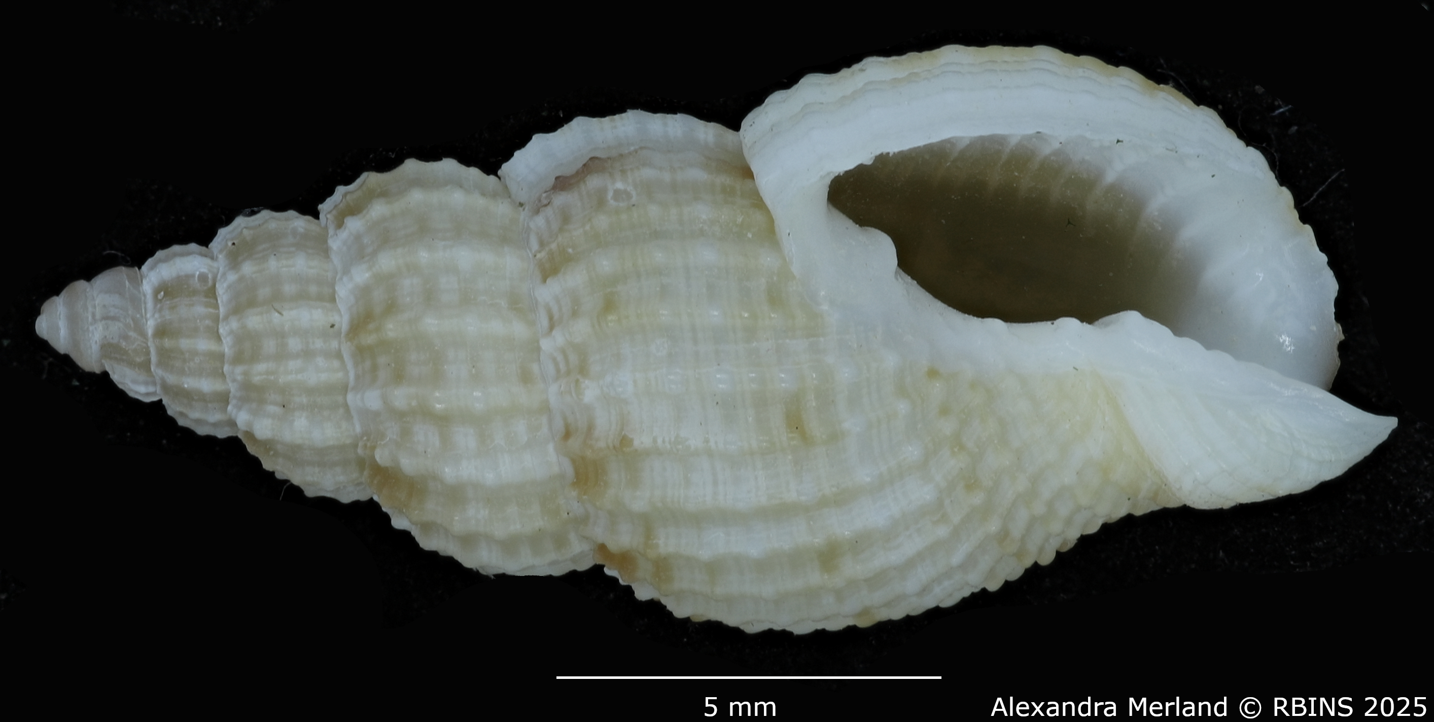 BE-RBINS-INV-MT-1477-Antillophos-durianoides-pt-V.jpg