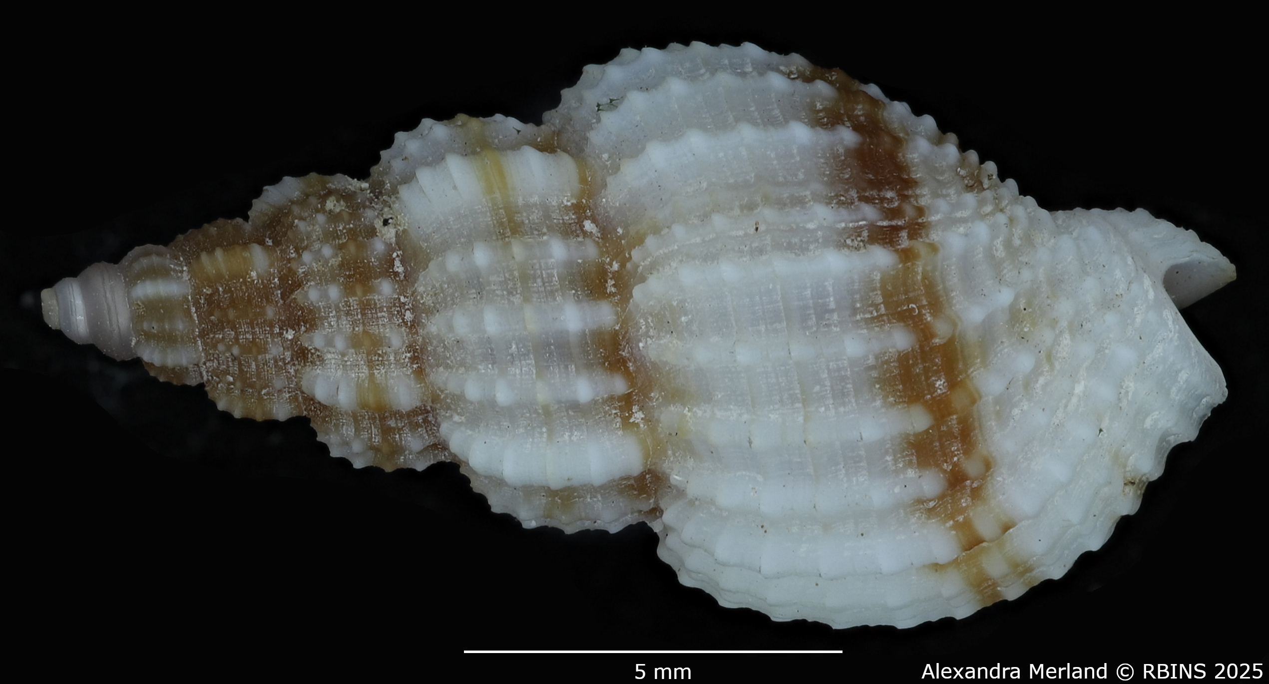 BE-RBINS-INV-MT-2242-Antillophos-verbinneni-ht-D.jpg