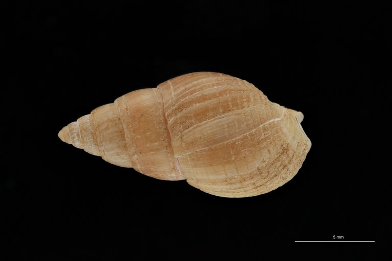 BE-RBINS-INV HYPOTYPE MT 234 Nassarius cabrierensis ovoideus DORSAL ZS PMax Scaled.jpg