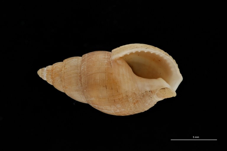 BE-RBINS-INV HYPOTYPE MT 234 Nassarius cabrierensis ovoideus VENTRAL ZS PMax Scaled.jpg
