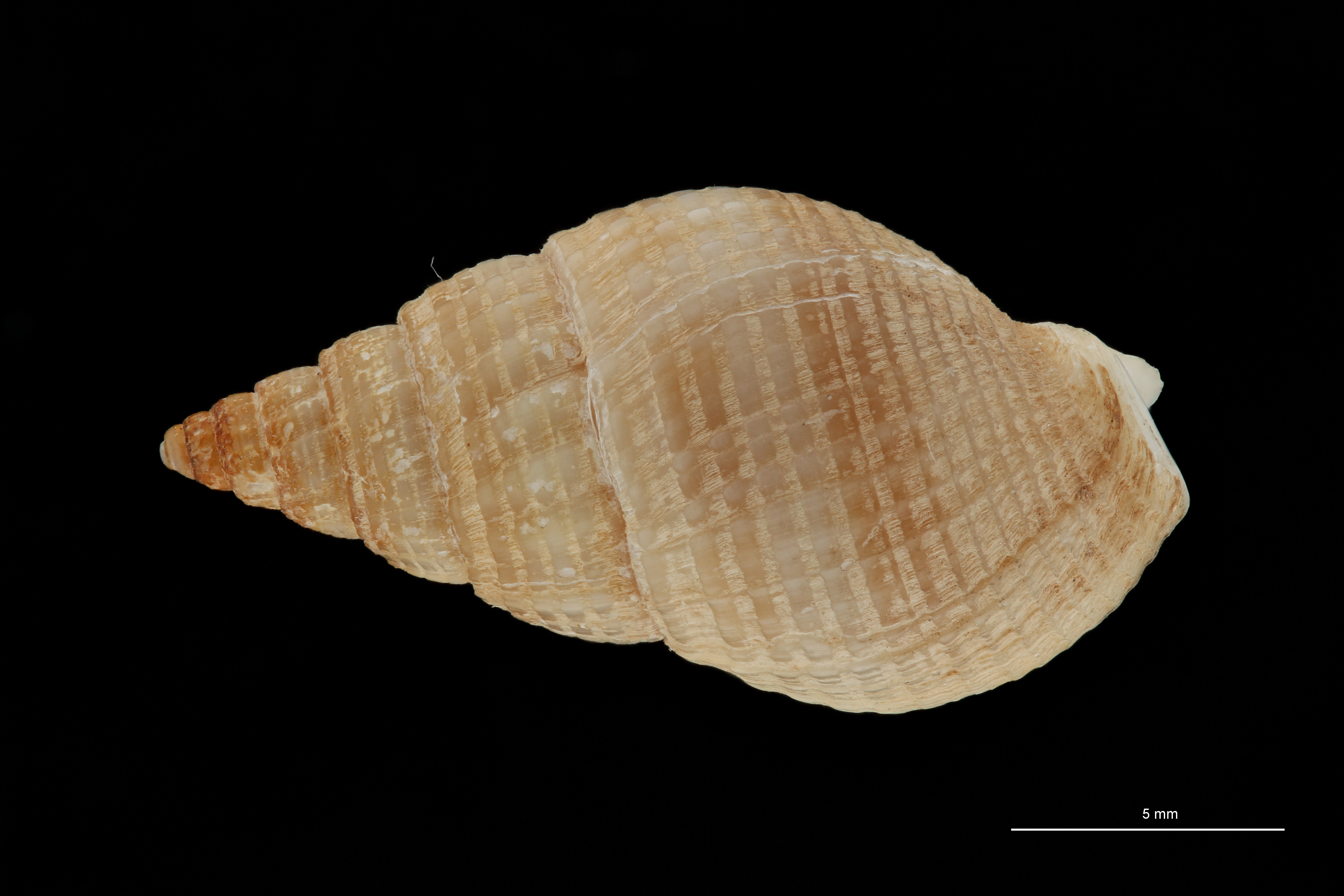 BE-RBINS-INV HYPOTYPE MT 235 Nassarius cabrierensis ovoideus DORSAL ZS PMax Scaled.jpg